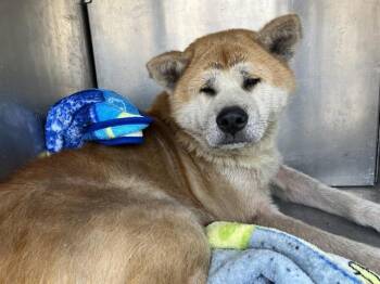 GEORGIE -  Akita Dog for Adoption in Kent, Washington - GEORGIE | PetCurious