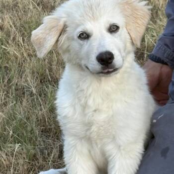 Sugar — A Gentle, Green-Eyed Beauty -  Great Pyrenees and Golden Retriever Dog for Adoption in Houston, Texas - Sugar — A Gentle, Green-Eyed Beauty | PetCurious