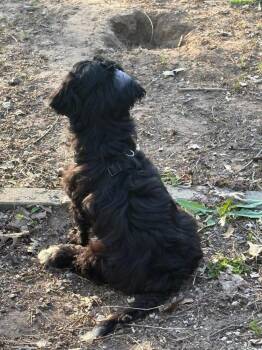 Goldendoodle Dogs Available for Adoption in Dorr, Michigan - Dexter Flufferbump | PetCurious