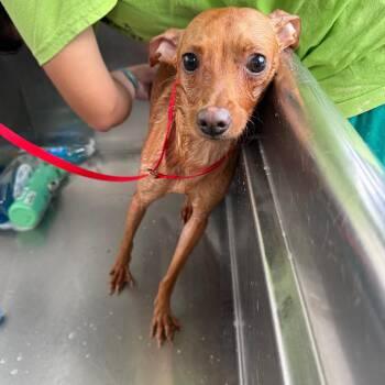 Alice Cooper -  Chihuahua Dog for Adoption in Tampa, Florida - Alice Cooper | PetCurious