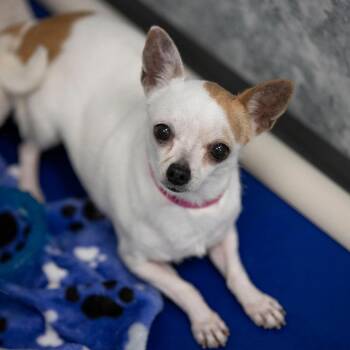 Taco Bella (JY26-119) -  Chihuahua and None Dog for Adoption in Peyton, Colorado - Taco Bella (JY26-119) | PetCurious