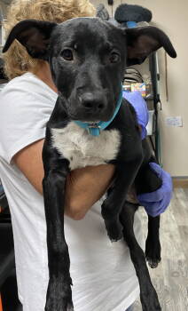 Rescue Labrador Retriever Dogs for Adoption in Toms River, New Jersey - Sparky | PetCurious