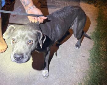 American Staffordshire Terrier Dogs Available for Adoption - BELL | PetCurious