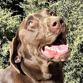Rescue Chocolate Labrador Retriever Dogs for Adoption in North Valley, New Mexico - Adorable Mr Alectos ~ Happy Chocolate Lab ! | PetCurious