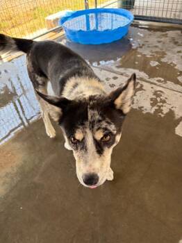Rocket -  Catahoula Leopard Dog Dog for Adoption in Big Spring, Texas - Rocket | PetCurious
