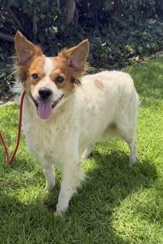 Oliver -  Mixed Breed Dog for Adoption in Dana Point, California - Oliver | PetCurious