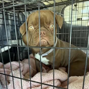 Shirley A5804263 -  French Bulldog Dog for Adoption in Los Angeles, California - Shirley A5804263 | PetCurious