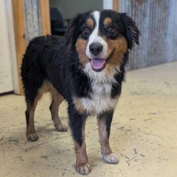 Joby - Local October 9-11 -  Australian Shepherd Dog for Adoption in Brookshire, Texas - Joby - Local October 9-11 | PetCurious