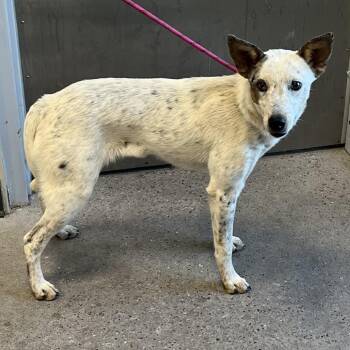 112131 -  Mixed Breed Dog for Adoption in Las Cruces, New Mexico - 112131 | PetCurious