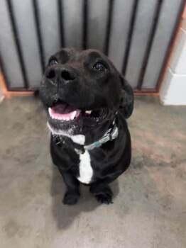 Staley -  Basset Hound and Pit Bull Terrier Dog for Adoption in Semmes, Alabama - Staley | PetCurious