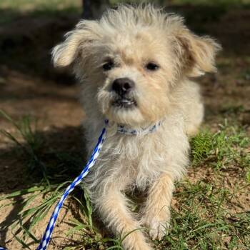 Poodle and Maltese Dogs Available for Adoption - Kraken | PetCurious