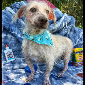 Rescue Chihuahua and Terrier Dogs for Adoption in Sebring, Florida - Togi | PetCurious