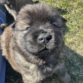 Chow Chow Dogs Available for Adoption in Madison, Wisconsin - Smokey | PetCurious