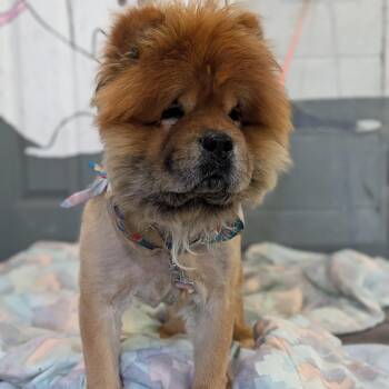 Kuma -  Chow Chow Dog for Adoption in Alma, Michigan - Kuma | PetCurious