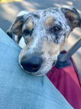 Rescue Australian Shepherd and Beagle Dogs for Adoption in Greece, New York - Chloe | PetCurious