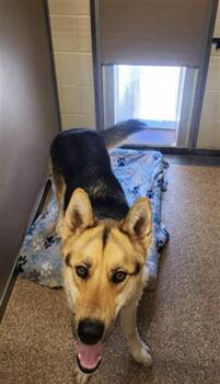 German Shepherd Dog and Mixed Breed Dogs Available for Adoption in Albuquerque, New Mexico - BRUNO | PetCurious