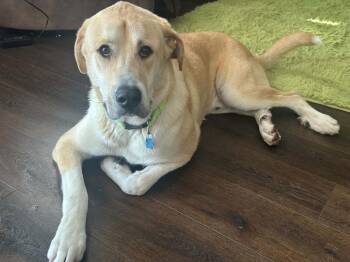 Teddy -  Great Pyrenees and Labrador Retriever Dog for Adoption in Columbus, Ohio - Teddy | PetCurious