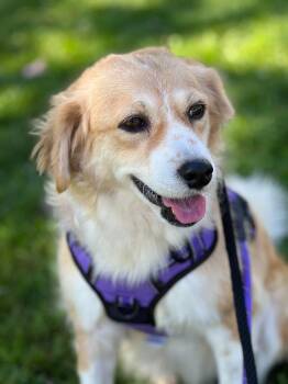 Goldie -  Golden Retriever Dog for Adoption in Bellingham, Washington - Goldie | PetCurious