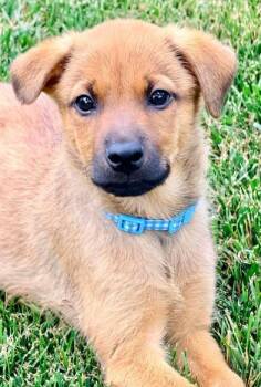 Robin Masters -  Mixed Breed Dog for Adoption in Winchester, Kentucky - Robin Masters | PetCurious