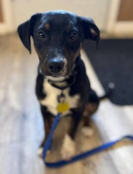 Labrador Retriever and Terrier Dogs Available for Adoption in North Olmsted, Ohio - Indigo | PetCurious