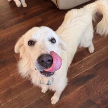 Sam -  Golden Retriever and Great Pyrenees Dog for Adoption in Southlake, Texas - Sam | PetCurious
