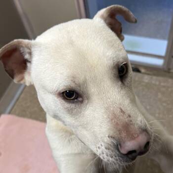 Towns -  Mixed Breed Dog for Adoption in Sonoma, California - Towns | PetCurious