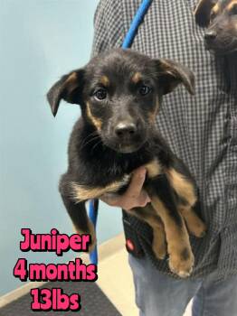 Mixed Breed Dogs Available for Adoption in Holbrook, New York - JUNIPER | PetCurious