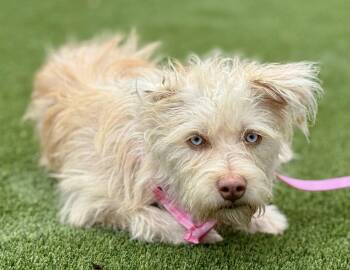 Rescue Terrier Dogs for Adoption in Hondo, Texas - Maple - Blue Eyed Beauty Terrier Mix | PetCurious