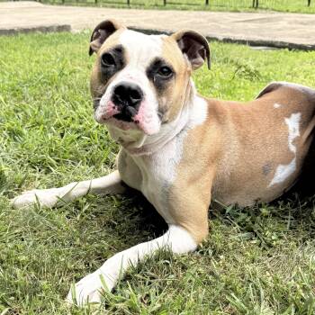 Rescue Boxer Dogs for Adoption in Latrobe, Pennsylvania - Ferrari | PetCurious