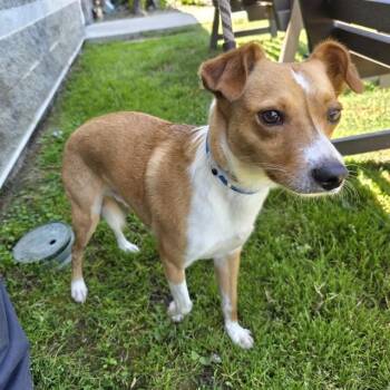 TIMOTHY -  Terrier Dog for Adoption in Long Beach, California - TIMOTHY | PetCurious