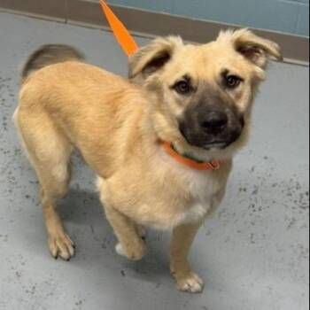 Macaroni -  Shepherd and Mixed Breed Dog for Adoption in Kansas City, Missouri - Macaroni | PetCurious