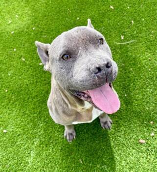 Mixed Breed Dogs Available for Adoption in Jacksonville, Florida - PETER BARKER | PetCurious