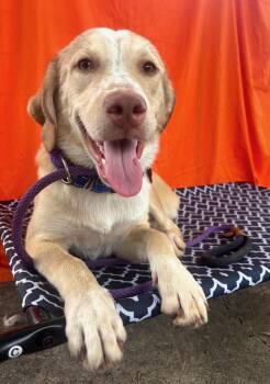 Sookie -  Yellow Labrador Retriever and Catahoula Leopard Dog Dog for Adoption in Houston, Texas - Sookie | PetCurious