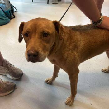 Rescue Mixed Breed Dogs for Adoption in Huntington, West Virginia - Elly May | PetCurious