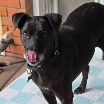 Labrador Retriever and Hound Dogs Available for Adoption in Houston, Texas - Moe | PetCurious