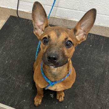 Salem -  Miniature Pinscher and Mixed Breed Dog for Adoption in New York, New York - Salem | PetCurious