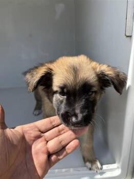 A660493 -  German Shepherd Dog and Mixed Breed Dog for Adoption in Houston, Texas - A660493 | PetCurious