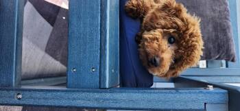 Cheeto -  Poodle Dog for Adoption in Torrance, California - Cheeto | PetCurious