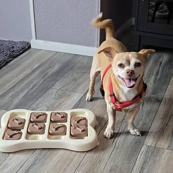 Gigi -  Chihuahua Dog for Adoption in Alafaya, Florida - Gigi | PetCurious
