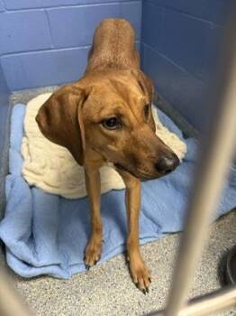 Rescue Hound Dogs for Adoption in Charleston, South Carolina - Missy | PetCurious