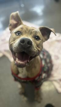 Pit Bull Terrier Dogs Available for Adoption - Chevy | PetCurious