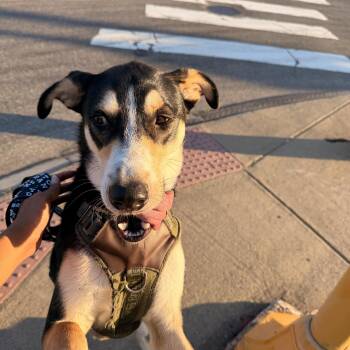 Myles -  Shepherd Dog for Adoption in Oriskany, New York - Myles | PetCurious