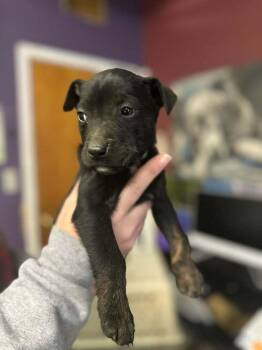 Mixed Breed Dogs Available for Adoption - Ski | PetCurious