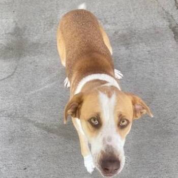Lark -  Mixed Breed Dog for Adoption in Emporia, Kansas - Lark | PetCurious