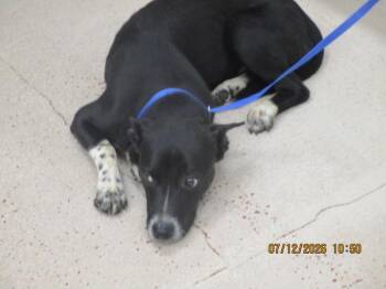 (313) -  Labrador Retriever and Shepherd Dog for Adoption in Marietta, Georgia - (313) | PetCurious