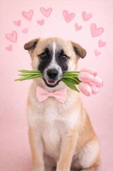 Anatolian Shepherd Dogs Available for Adoption in Ephrata, Washington - Ajax  | PetCurious