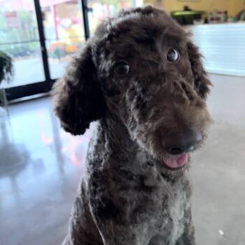 Mac -  Poodle and Labrador Retriever Dog for Adoption in Sonoma, California - Mac | PetCurious