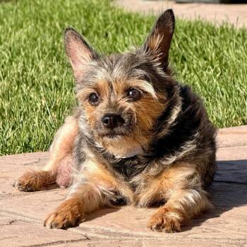 589 (2026) Mama Bear -  Yorkshire Terrier Dog for Adoption in Parker, Colorado - 589 (2026) Mama Bear | PetCurious