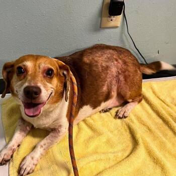 Messi -  Mixed Breed Dog for Adoption in Edwardsville, Illinois - Messi | PetCurious