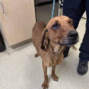 Hound Dogs Available for Adoption - Hazelnut | PetCurious